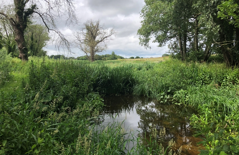 Wetland project naturally cleans the water