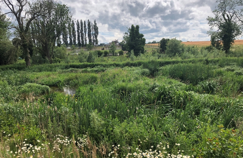 Wetland plants clean the water