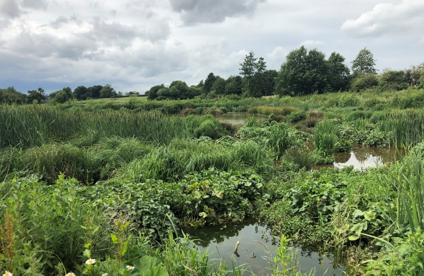 Wetland pools filter the water