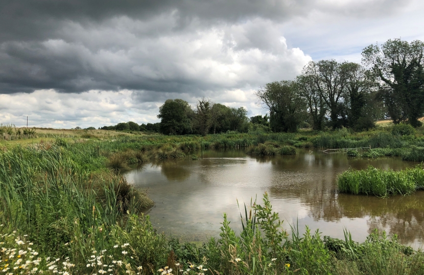 Wetland filters the water