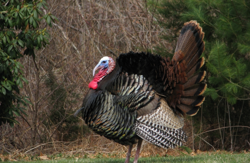 turkeys Christmas James Wild mp hgv