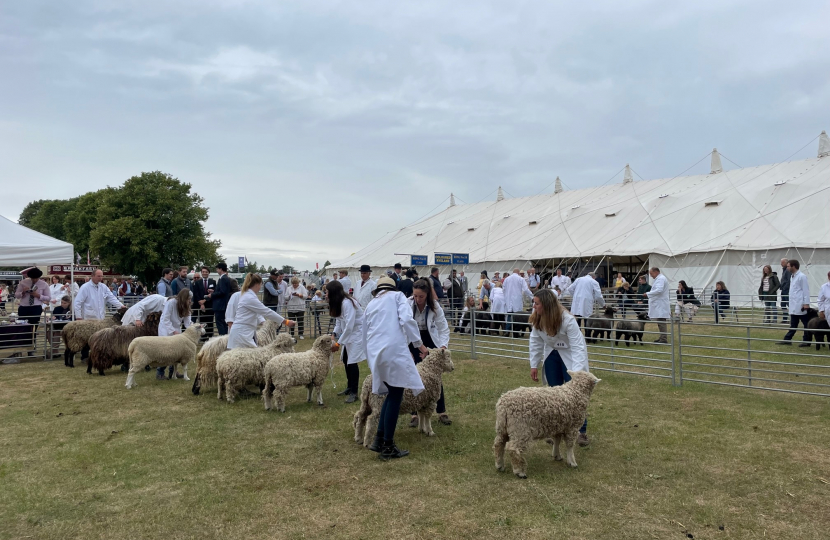 sheep at Royal Norfolk show