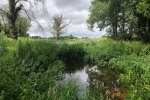 Wetland project naturally cleans the water