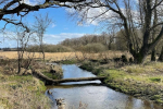 Chalk streams