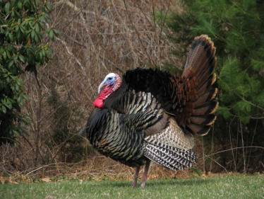 turkeys Christmas James Wild mp hgv